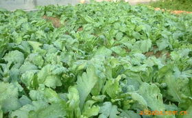 上海農(nóng)慶農(nóng)業(yè)科技咨詢(xún)公司 專(zhuān)業(yè)農(nóng)業(yè)信息咨詢(xún)，助力現(xiàn)代農(nóng)業(yè)發(fā)展